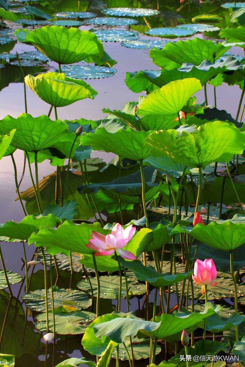 澶忚嚦宸茶嚦鑽疯姳鏅偣 (澶忚嚦宸茶嚦閭ｅ氨蹇樺嵈鐐庣儹鍘昏祻鑺卞惂)