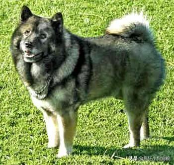 战斗力最强的土狗是什么品种,这40种土狗其实都是超酷的品种犬