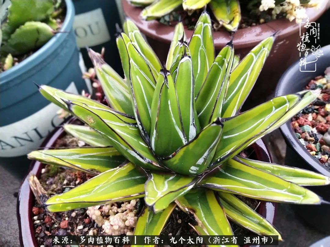 景天、球和龙舌兰，只要是多肉，都喜爱