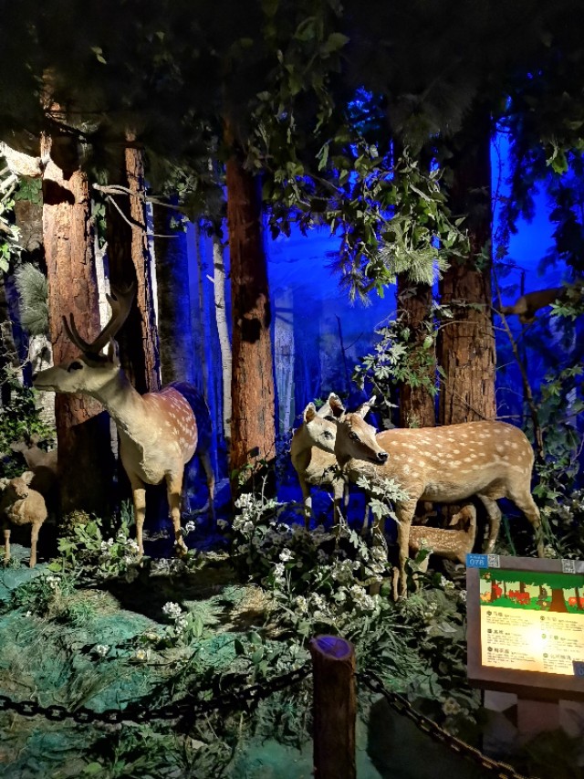 威海鲸鱼标本博物馆,鲸鱼演化博物馆标本