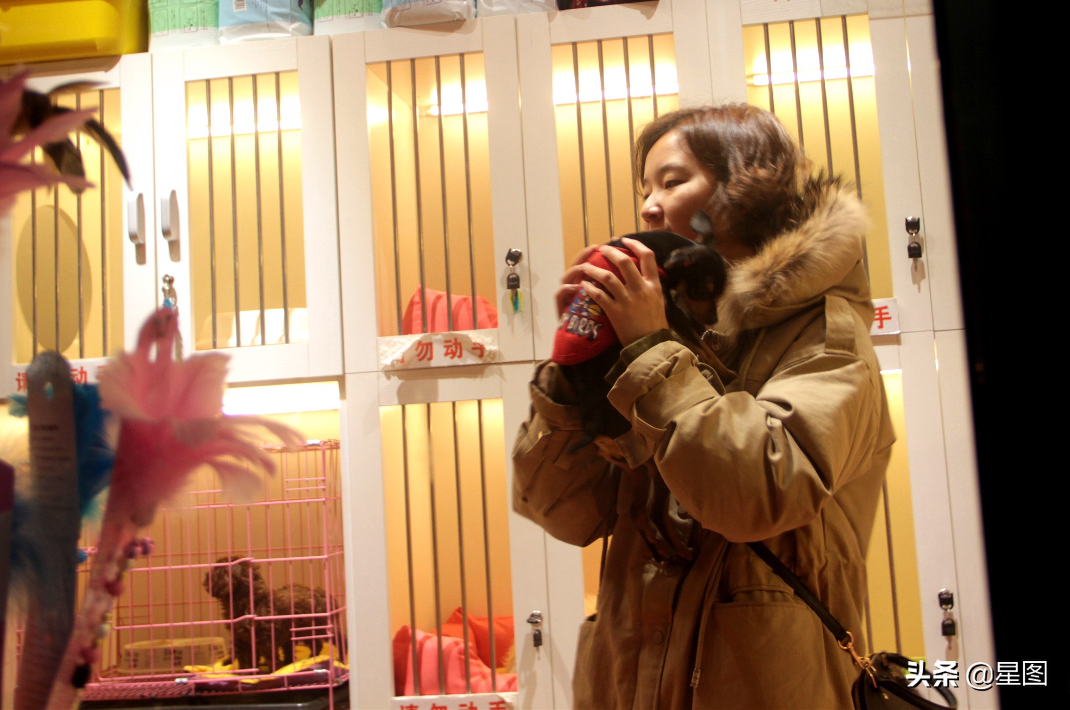 家庭式宠物猫寄养前景,猫舍年关寄养费