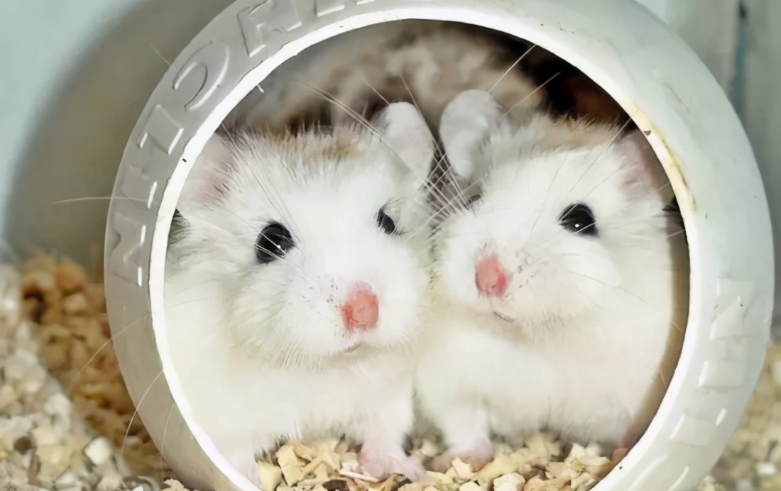 可爱的小仓鼠该怎么养呢,小仓鼠怎么养会又活泼又可爱呢
