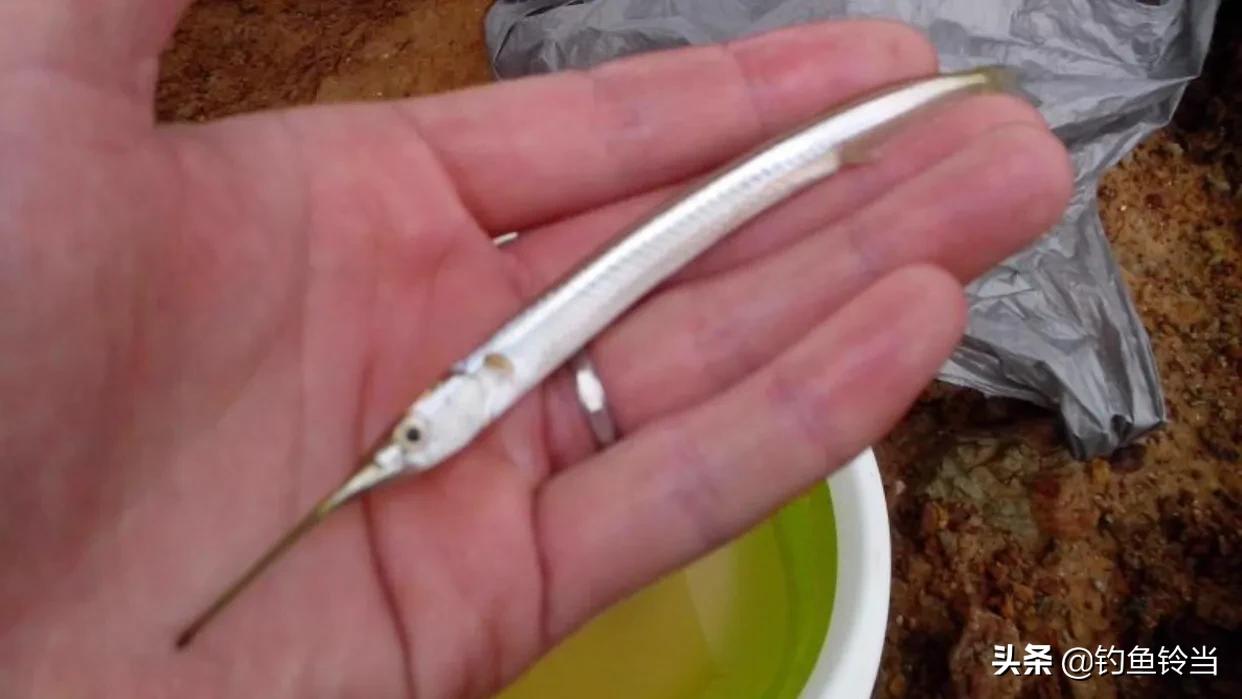 怎样垂钓经济价值高的鱵鱼?注意用饵和钓法的技巧，才能钓多钓好