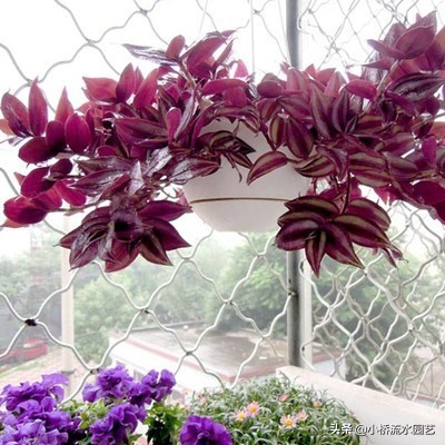 好养的吊兰品种及图片,什么品种的吊兰最好养不需要阳光