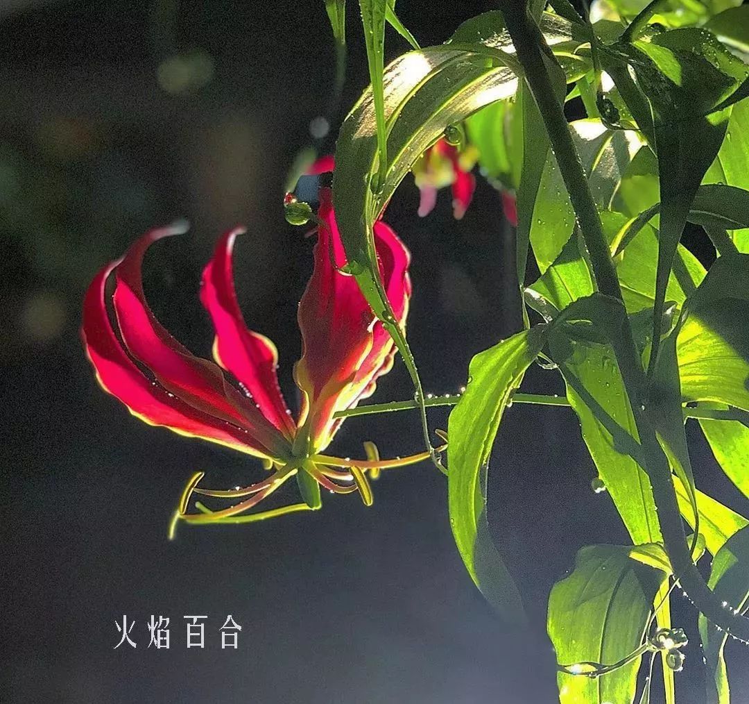花店里同款的两种不同价格的花材,花店最容易被顾客误解的几种花材
