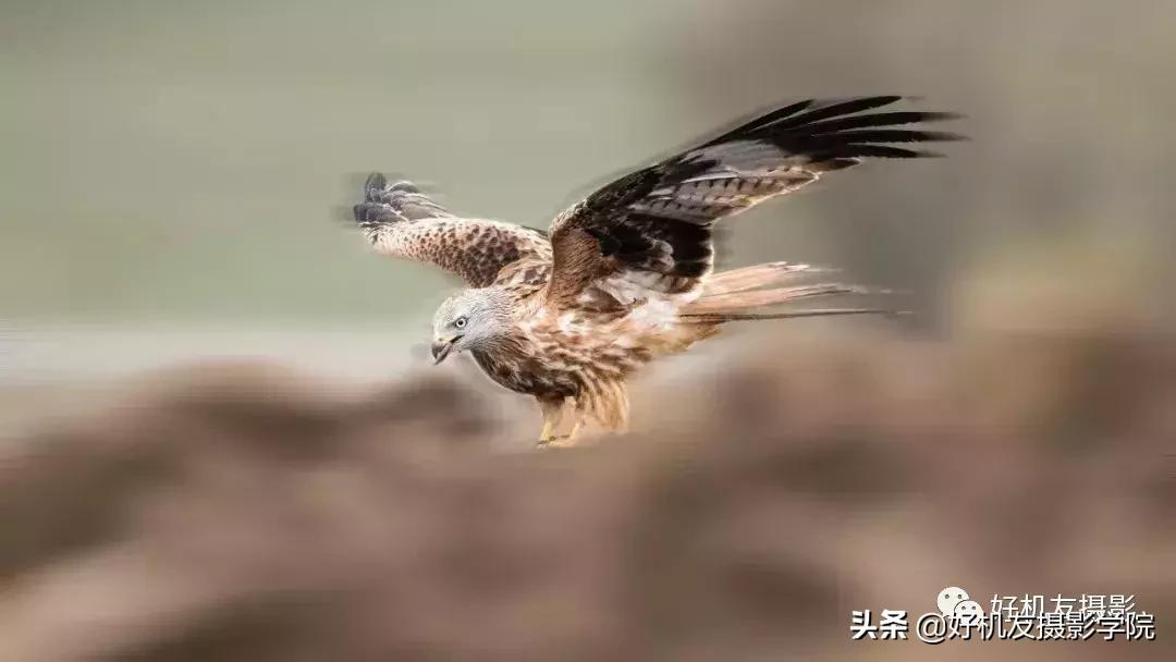 手机拍鸟镜头拍摄技巧,拍摄鸟片后期技巧有哪些
