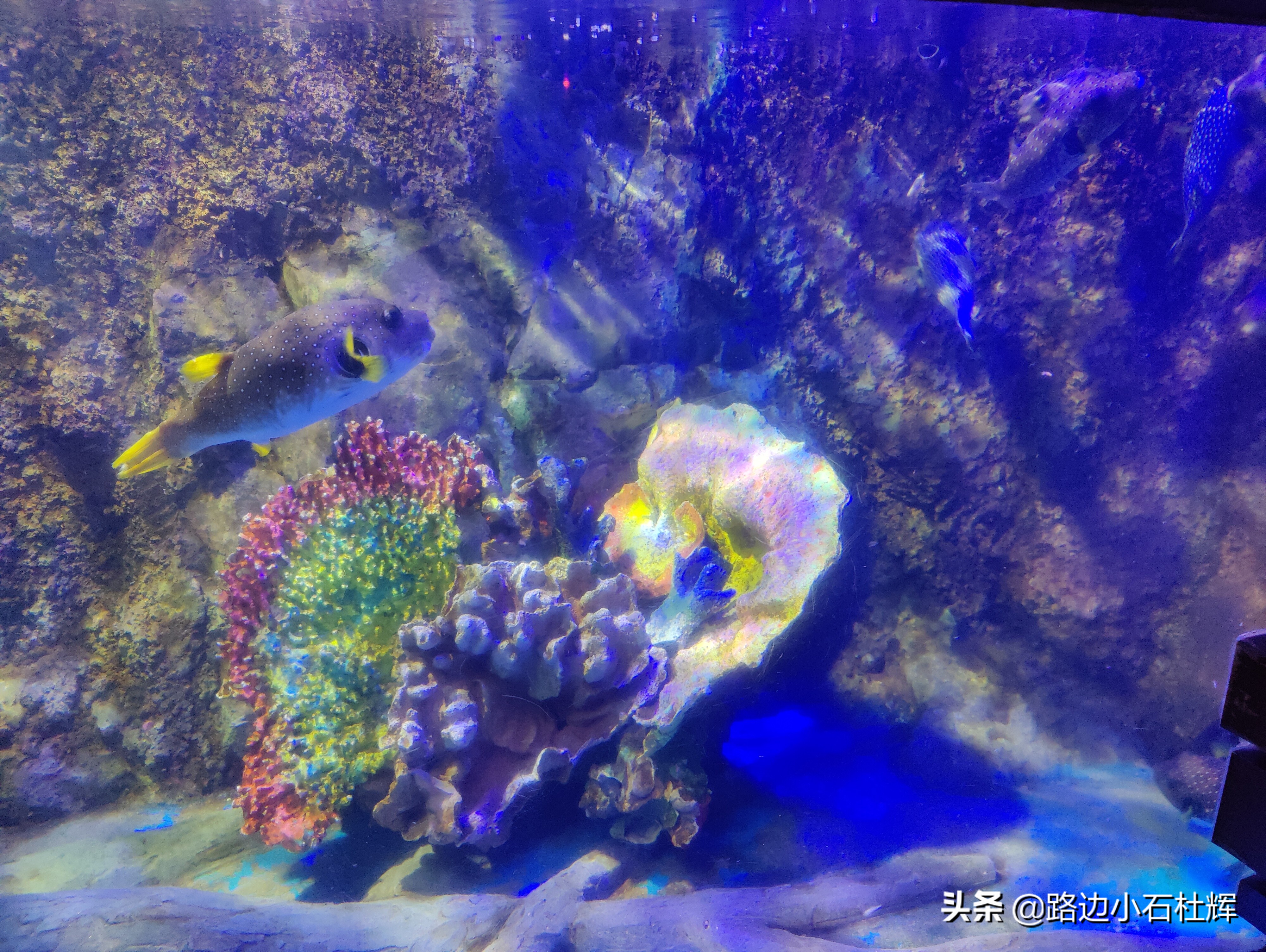 北京海洋馆海底世界和动物园攻略,游北京动物园海洋馆