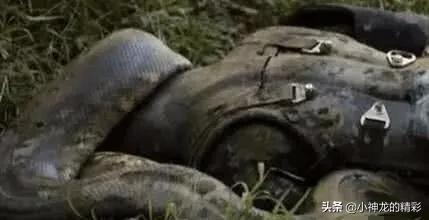 人被巨蟒缠住了脖子,被巨蟒吞下可以拿刀自救么