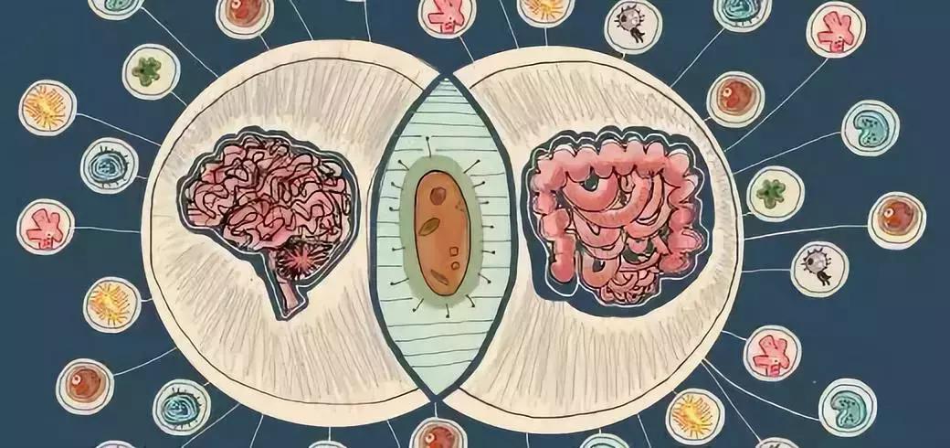 细菌影响基因发展吗,细菌的影响