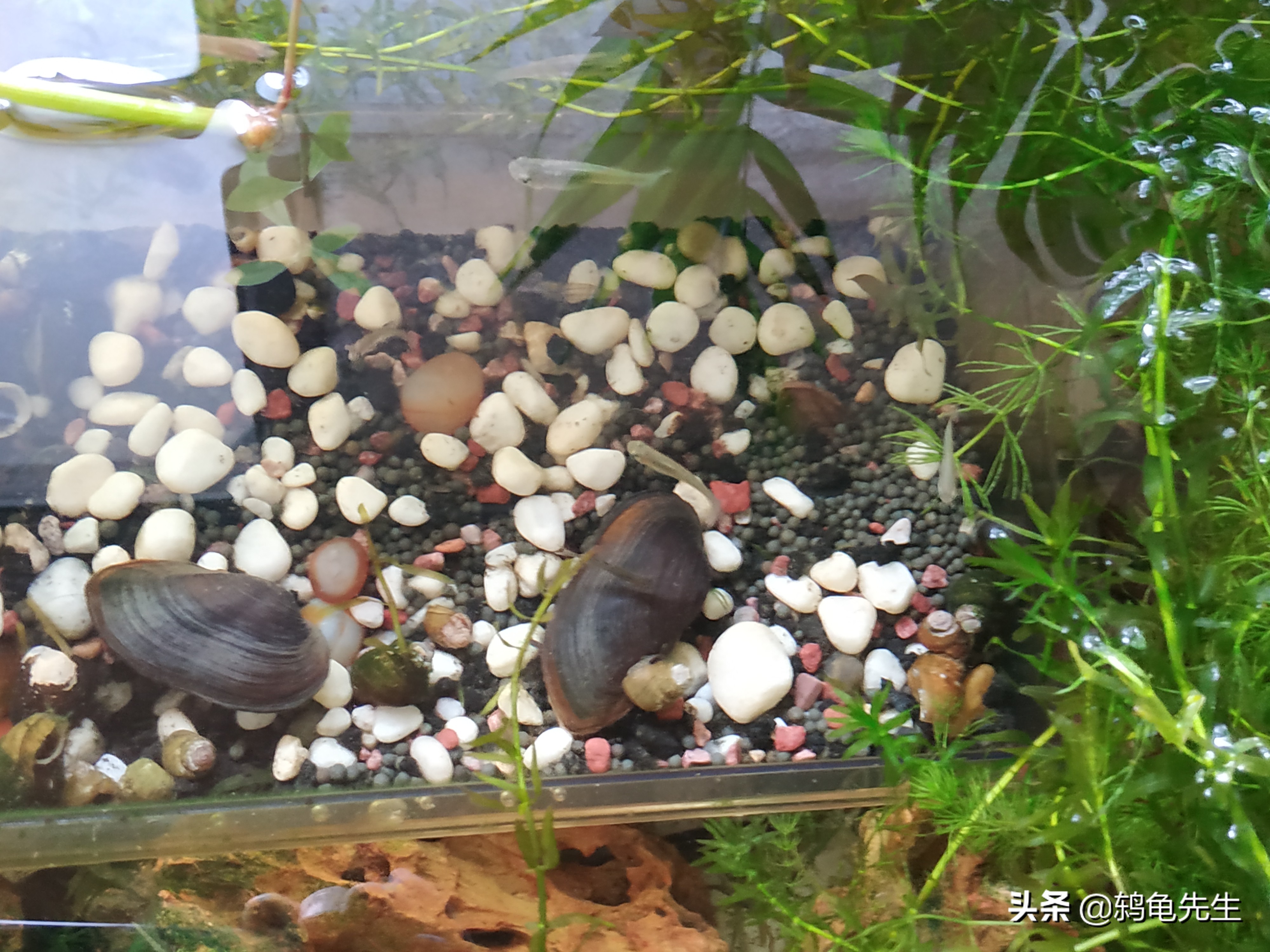 河蚌为什么会突然死掉,河蚌的水质太脏会死吗