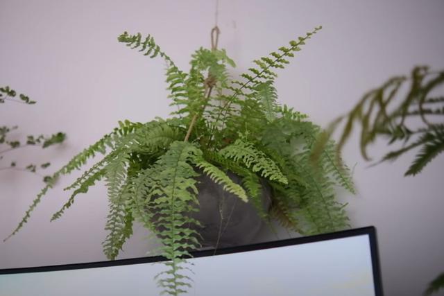 适合卧室养的10种花,养金枝玉叶放卧室可以改善睡眠吗