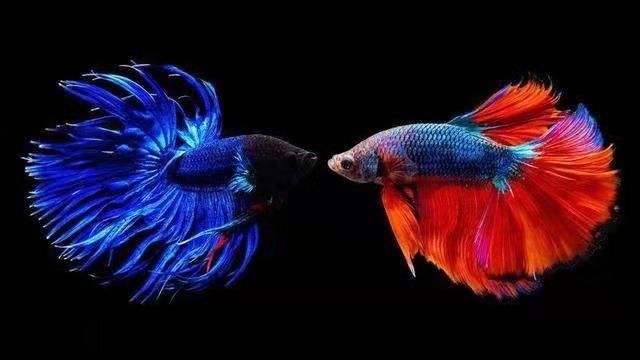 小鱼缸养两条斗鱼,小鱼缸里养一条鱼会不会寂寞