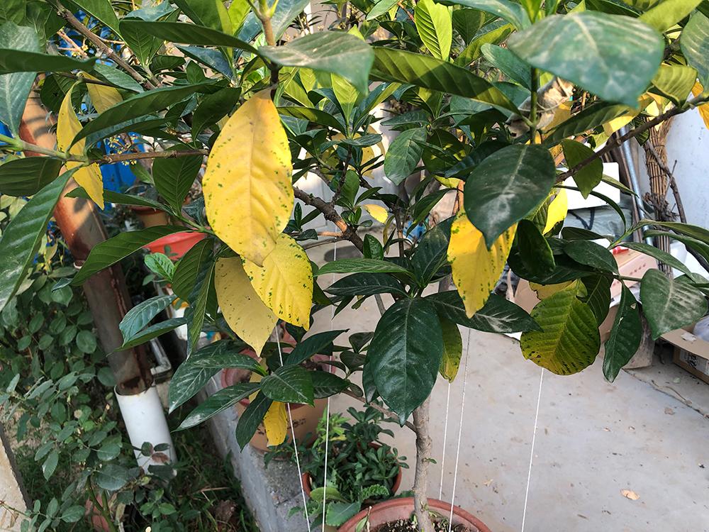 栀子花长势好还掉花苞原因,栀子花长势慢怎么办