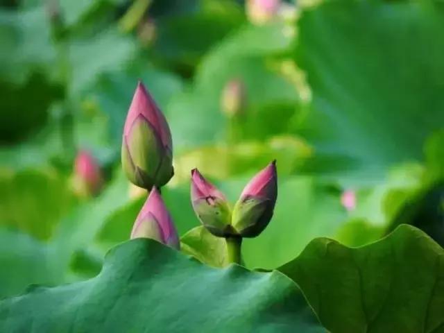 清明佛家弟子如何在家祭祀,佛弟子祭祖如何做是正确的