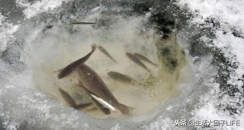 这3点告诉你，为什么农村每逢下雨后，路上积水会凭空长出小鱼