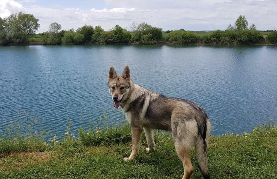 盘点二十种忠爱满世界的萌犬,萌犬系列都有啥