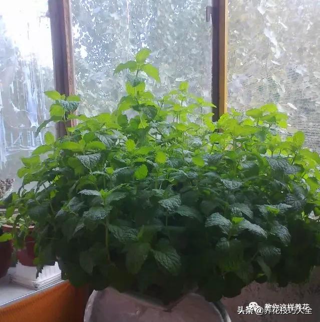 绿萝铜钱草家庭养殖,绿萝发财树黄叶子怎么办呢