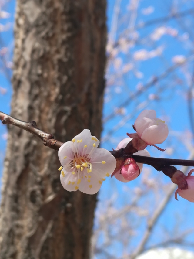 美丽的杏花沟,美丽的杏花作文
