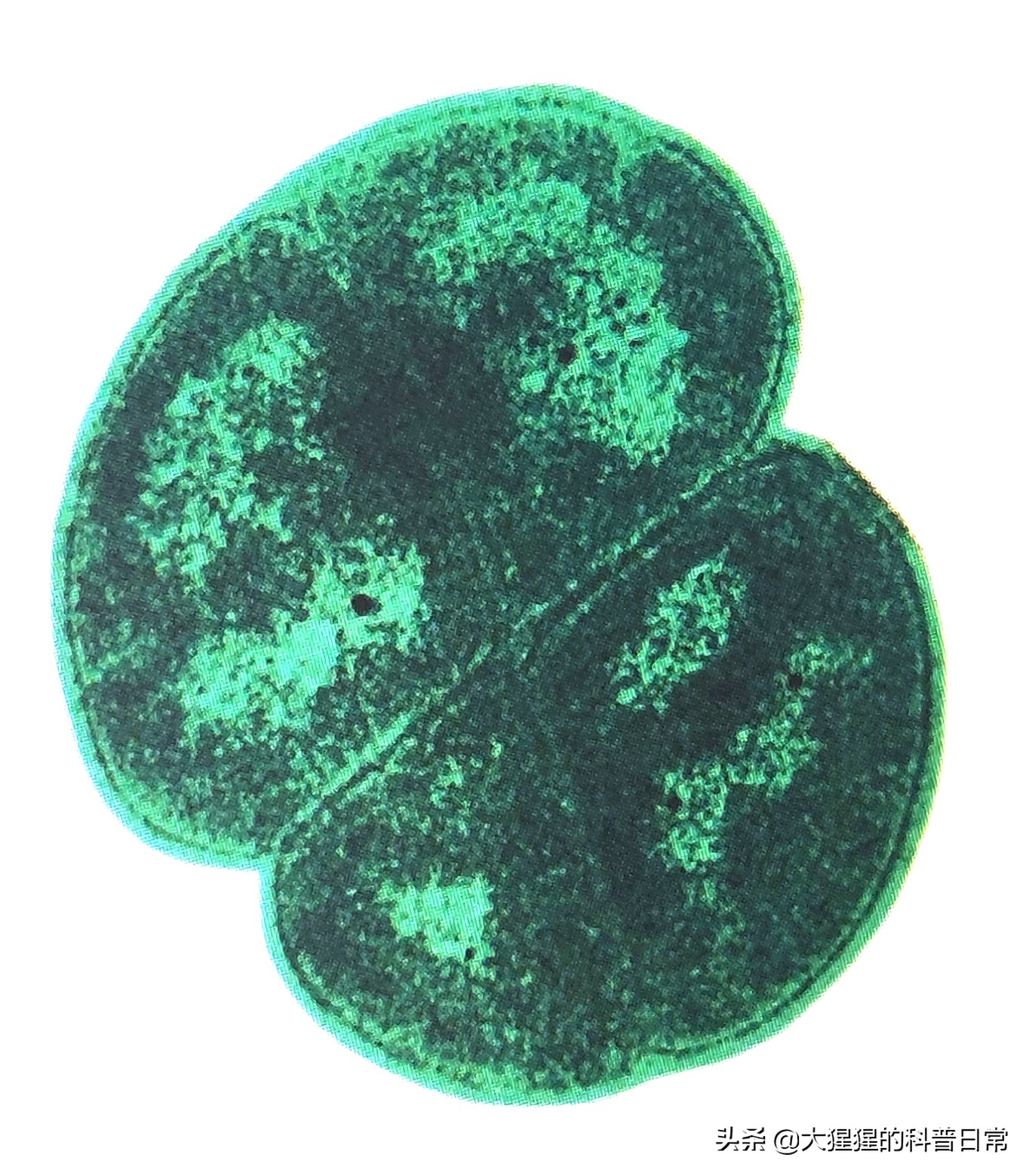 微生物原核生物,微生物照片原核生物