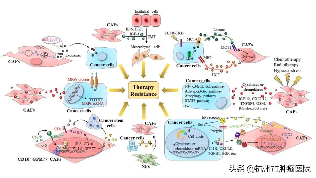 肿瘤的相关学术论文,肿瘤学最新研究进展
