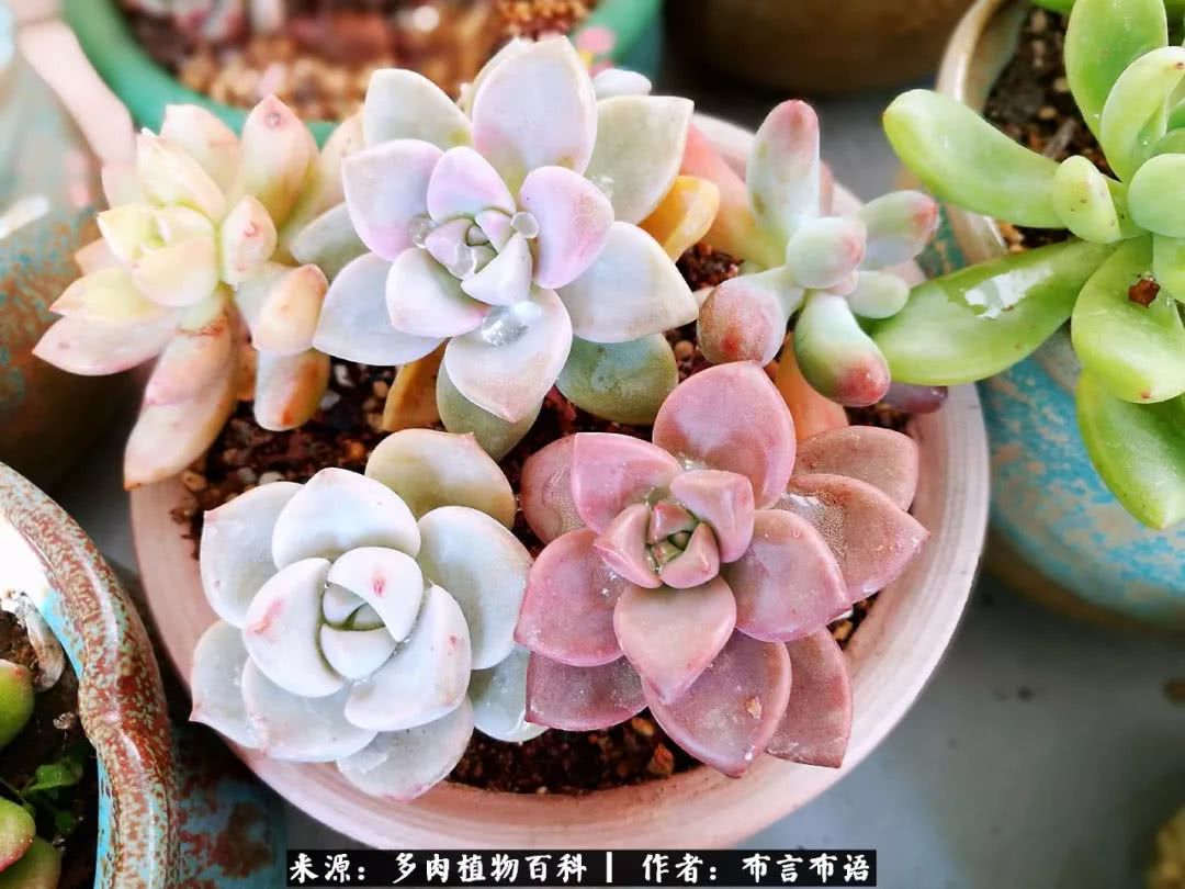 多肉的真实生活感悟,多肉的生活感悟