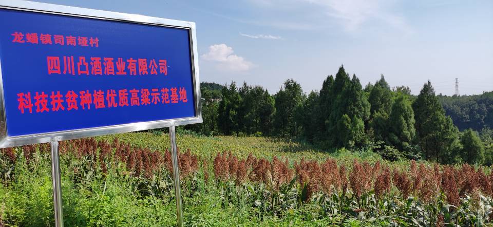 红了！红了！这些天的南充市嘉陵区龙蟠镇真的是“红遍天”了