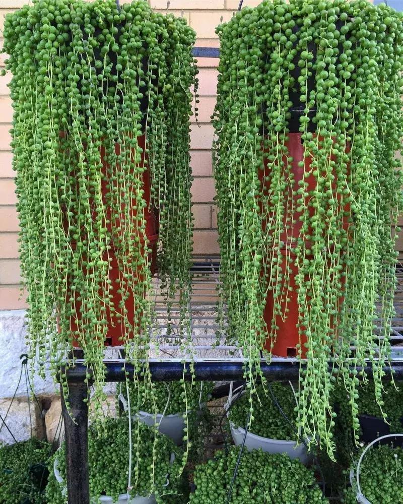 多肉吊兰哪种比较好养,哪种吊兰多肉耐寒耐晒