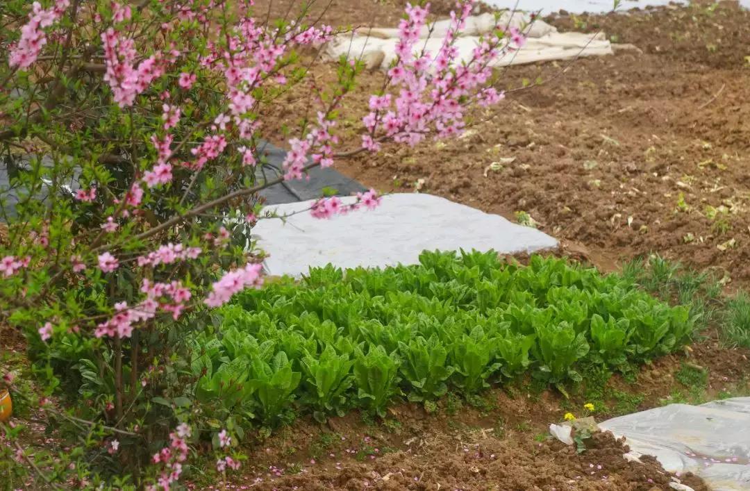 江宁区麒麟门,麒麟门送礼