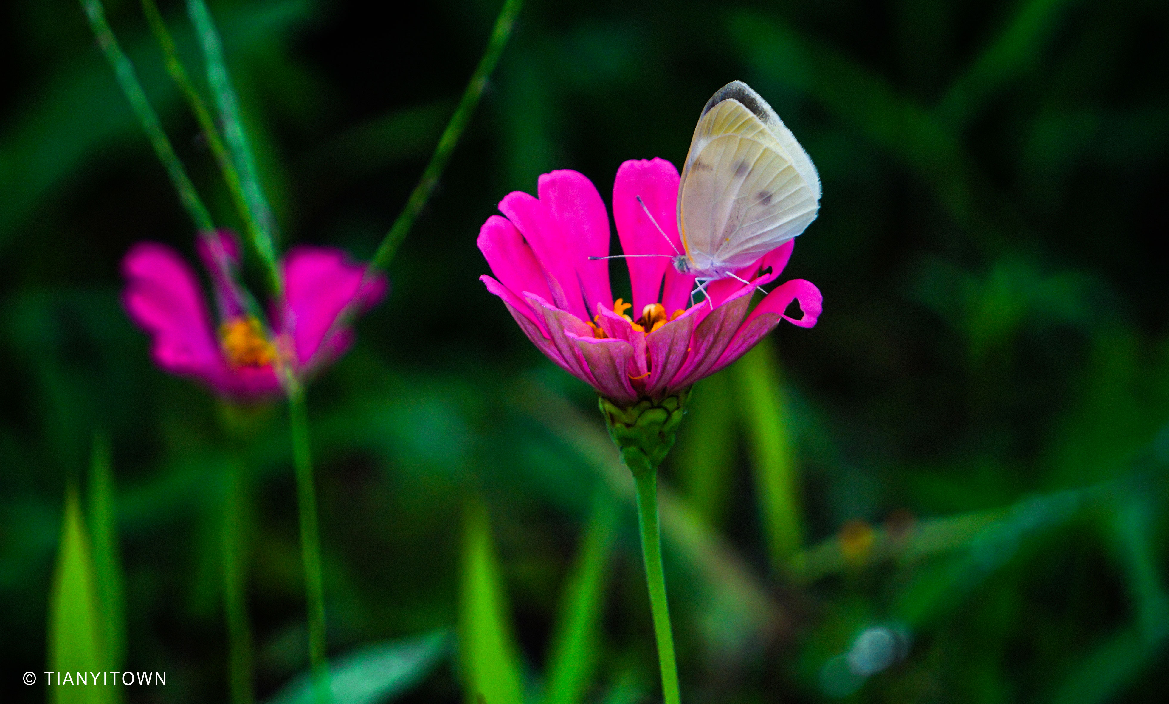 芒种时节播种幸福,芒种一个收获的时节