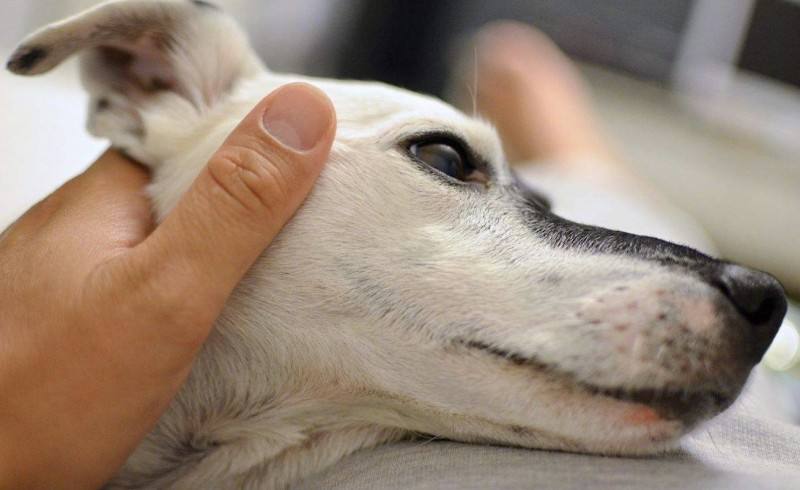 狗狗这几个部位不能打,狗狗上瘾的东西