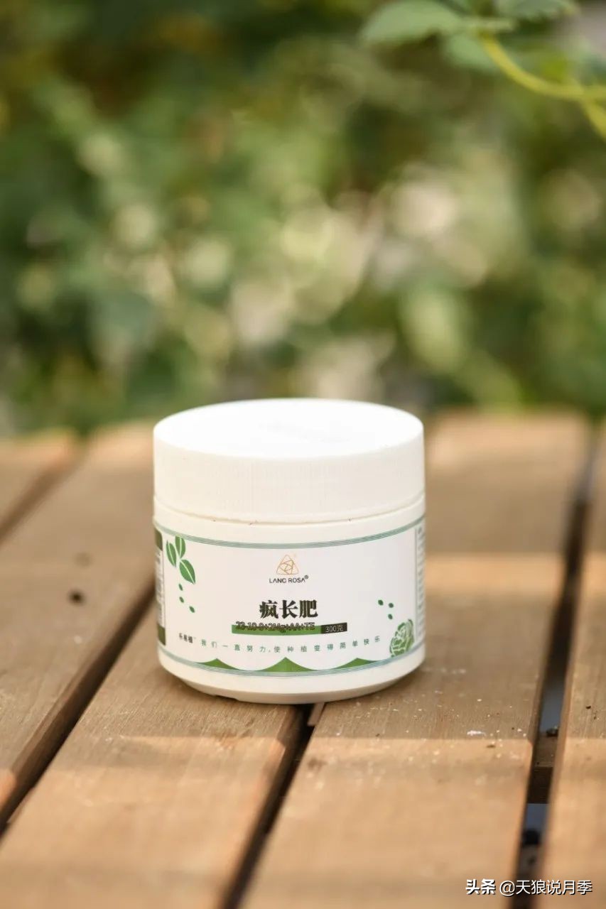 天狼推荐花墙月季品种,天狼月季罗衣花墙