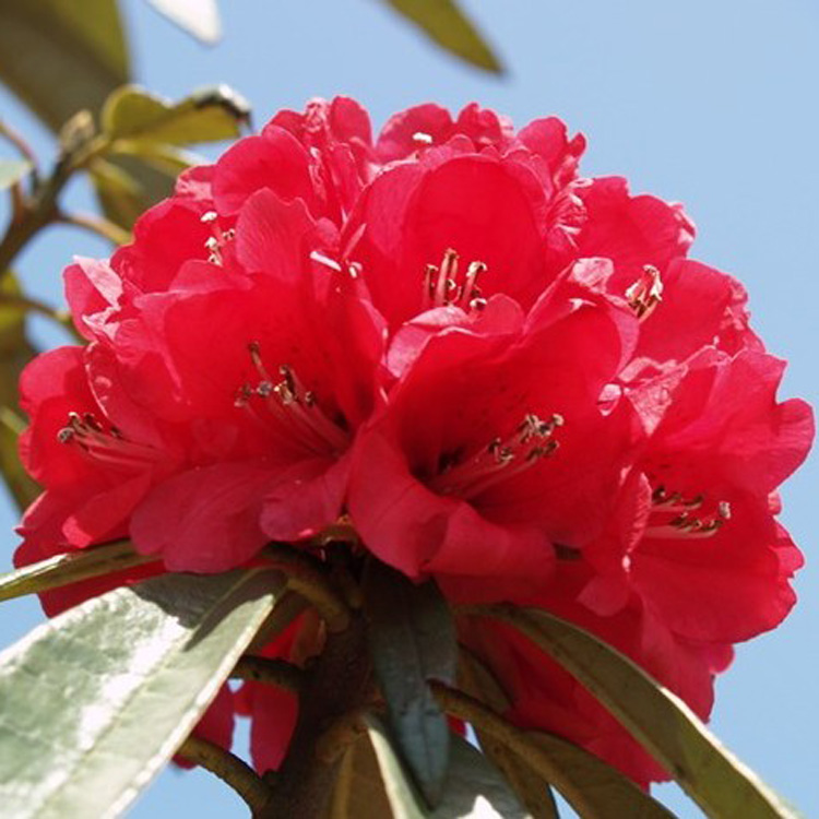 高山杜鹃习性,高山杜鹃花生长环境是什么