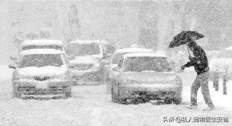 宠物疫苗可以在网上买吗,安爸为啥打生物制剂