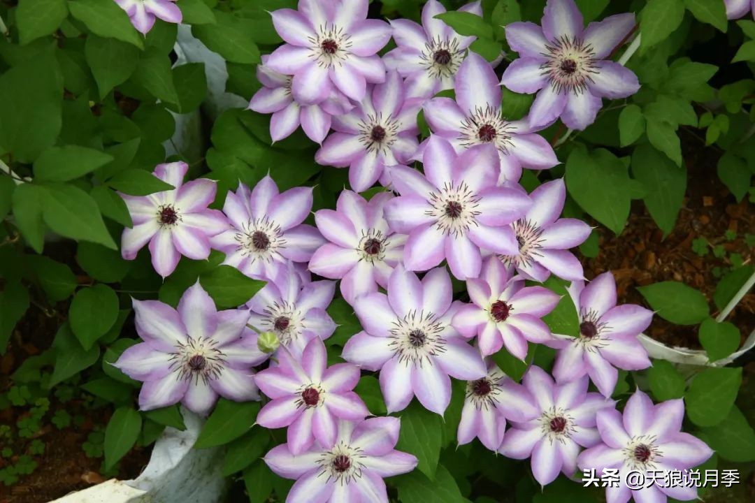 铁线莲折扣,铁线莲哪款值得入手