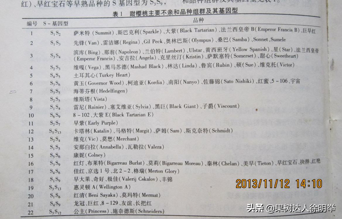 俗话说樱桃好吃树难栽啥意思,樱桃好吃树难栽教学