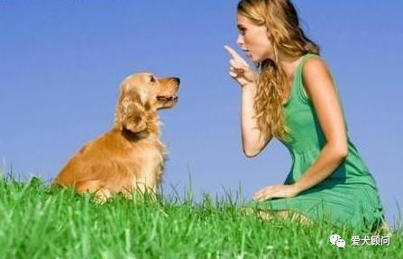 怎样对付狗不听话,怎样对付狗叫扰民