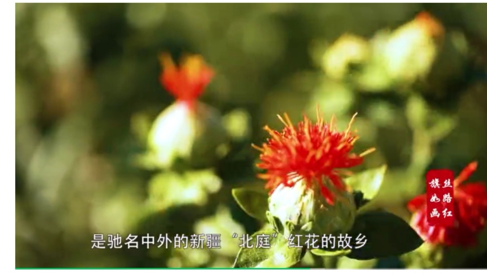 【跋涉边境亲吻祖国】58、奇台:红花似火的边境县…