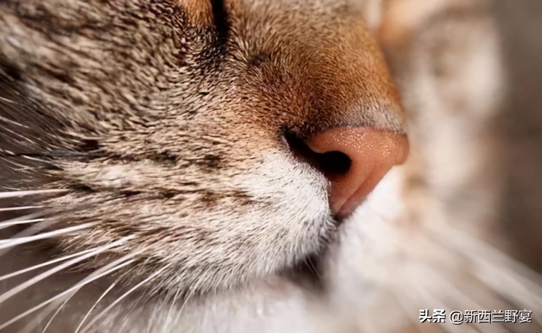 新手养猫解读猫咪8种迷惑行为,养猫一定要牢记七不要对猫咪有益