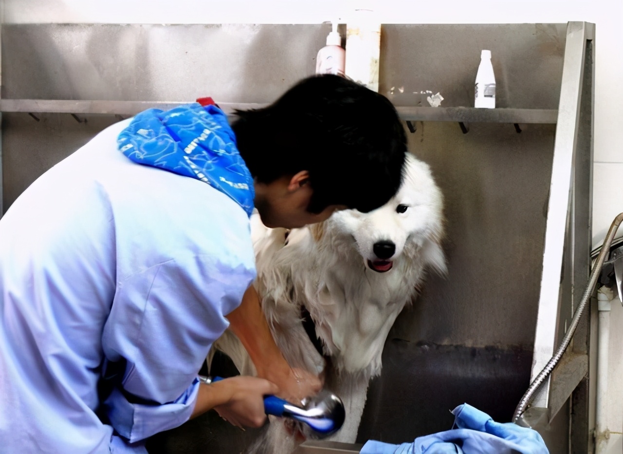 为什么狗狗一到宠物店就害怕,为什么狗狗害怕进宠物店和医院