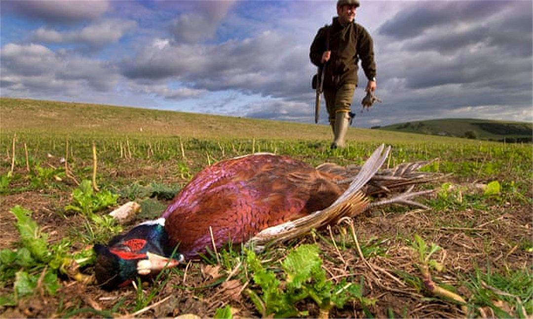 英国野鸡泛滥成灾吗,英国6000万只野鸡泛滥