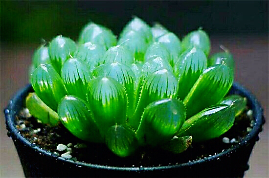 冰灯玉露防辐射彩色多肉植物,超大母本冰灯玉露多肉植物