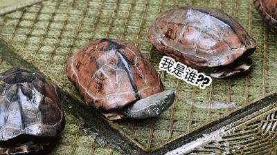 龟界百事通做的龟苓膏，煲前还要先玩火