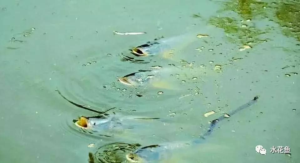 低温不退用什么药,低温咋治