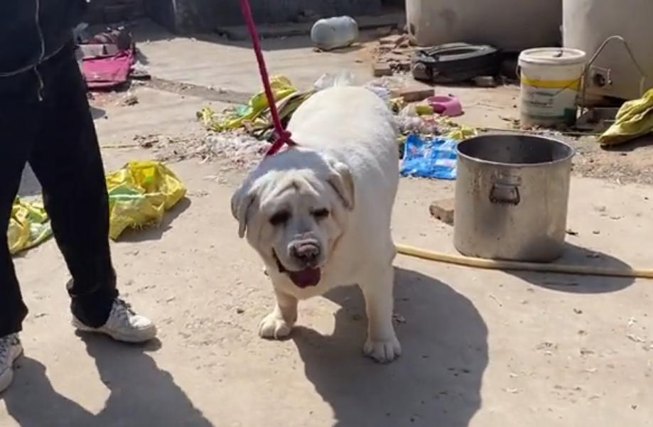 拉布拉多重120斤酷似小猪,拉布拉多82斤多少钱