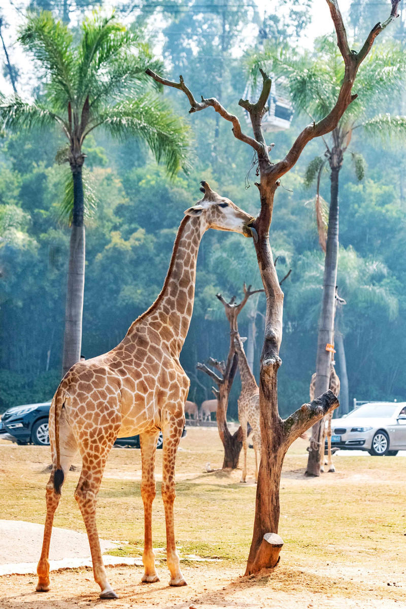 玩转广州长隆野生动物世界之行,广州长隆动物世界游玩攻略图