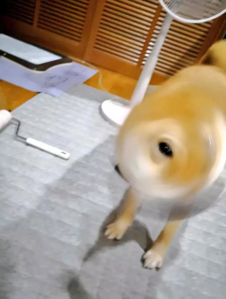 动物表情包沙雕魔性,沙雕动物爆笑瞬间表情包