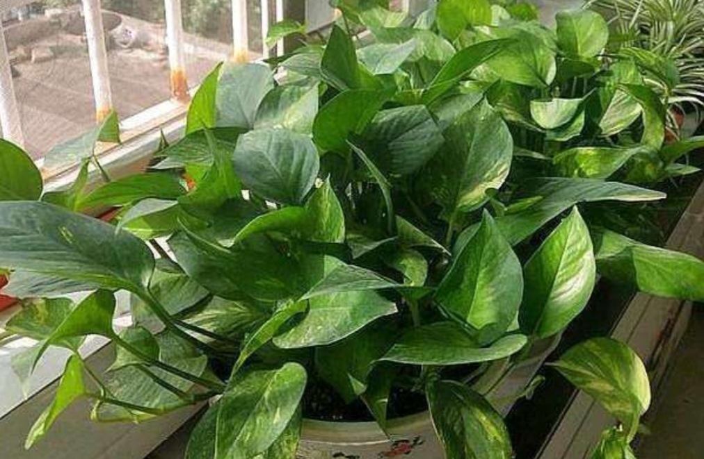 绿萝怎么养才更旺盛每天能浇水吗,绿萝怎么浇水才会长得茂盛