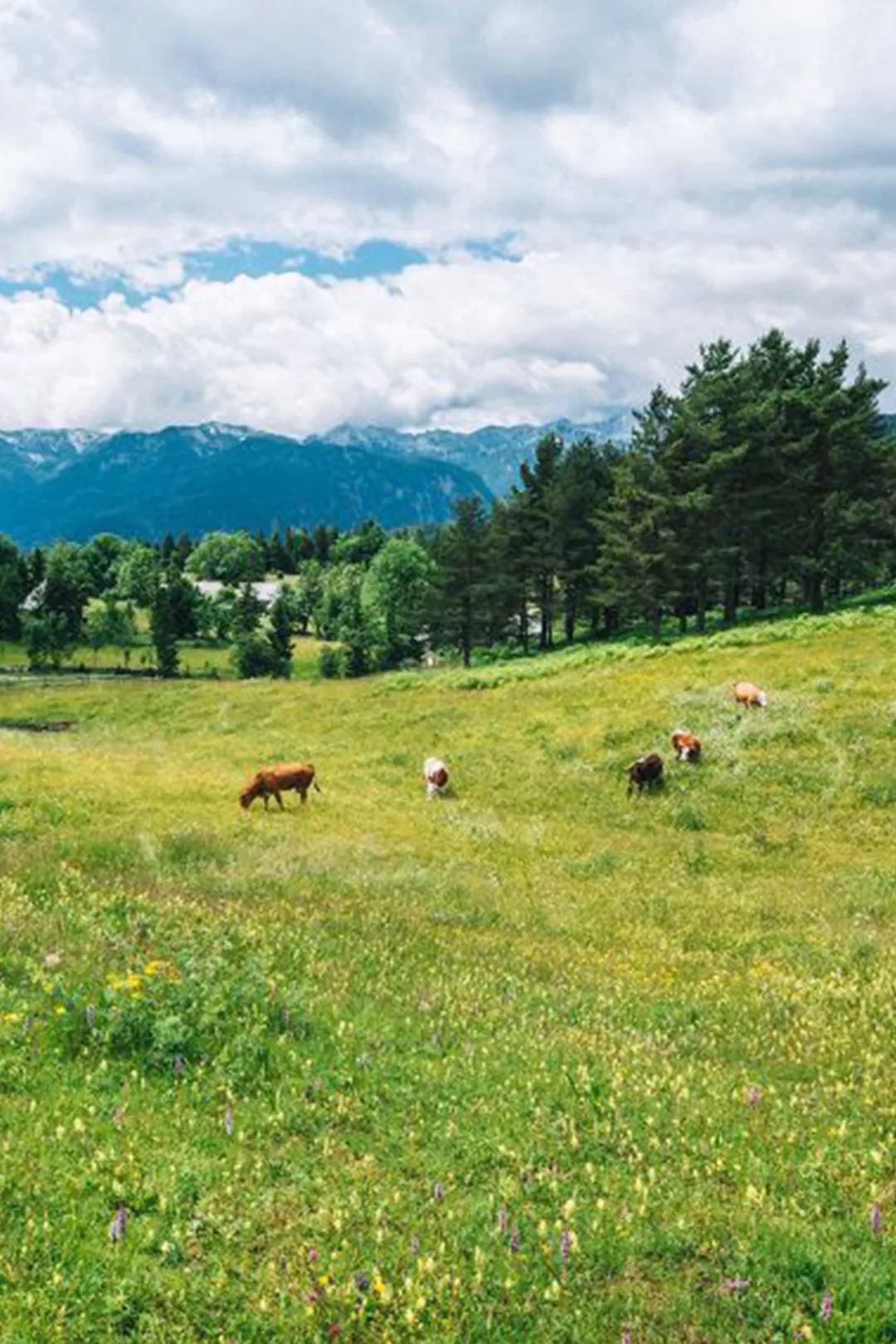 伊利新西兰牛奶,伊利未来牛奶谷基地
