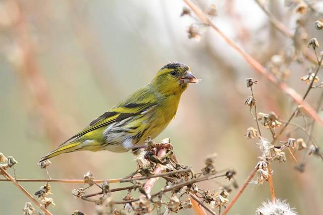 黄雀压音,黄雀压音教学