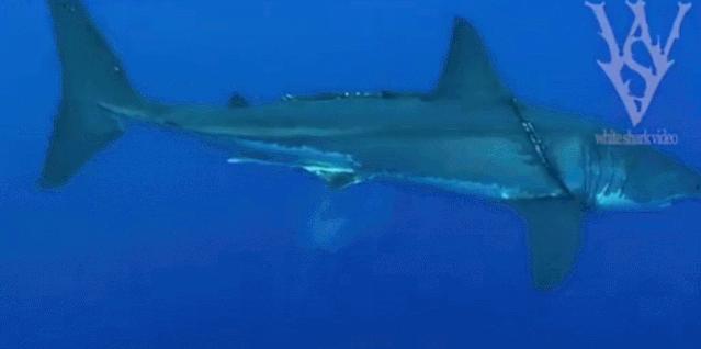 1116只鲨鱼被塑料缠住，不及余文乐发布一则视频引发的“痛感”